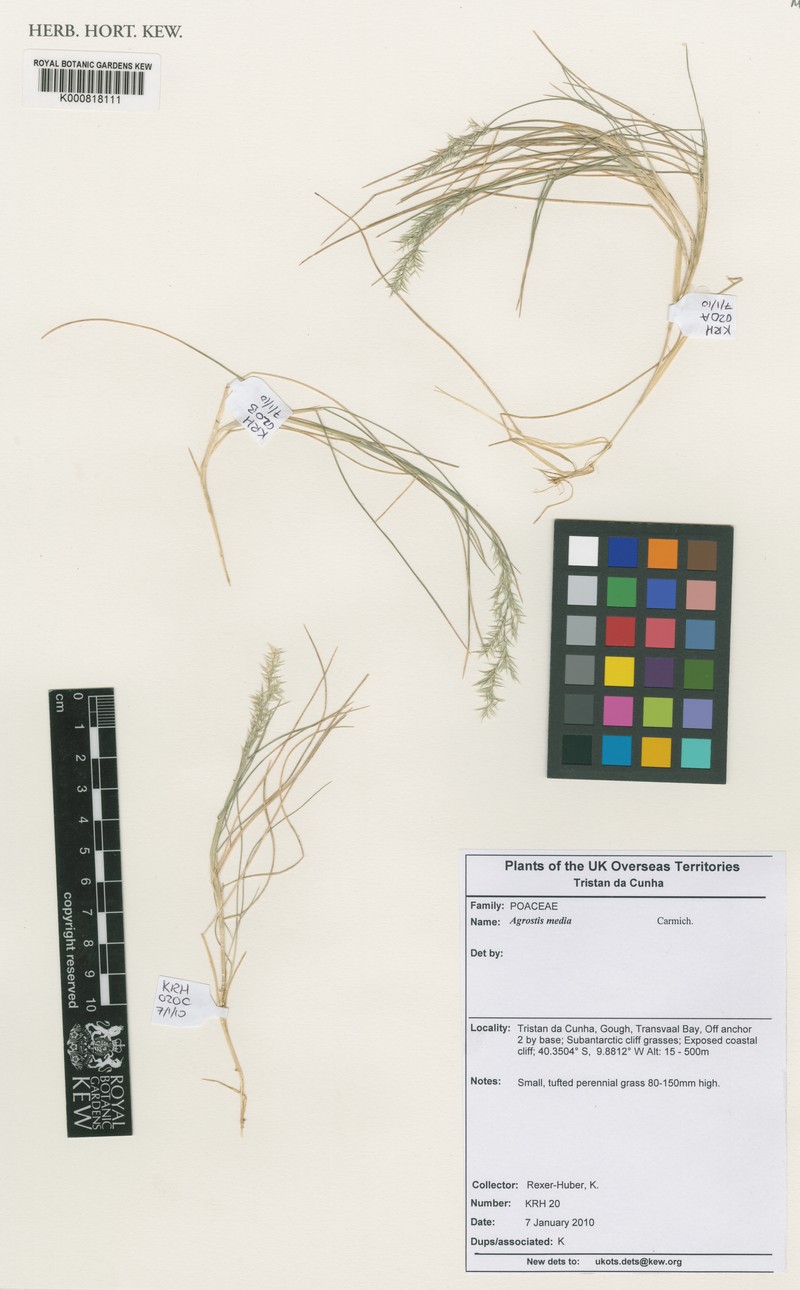 Agrostis media photo 7