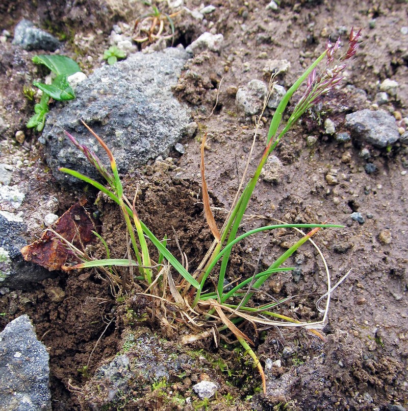 Northern Bentgrass photo 3