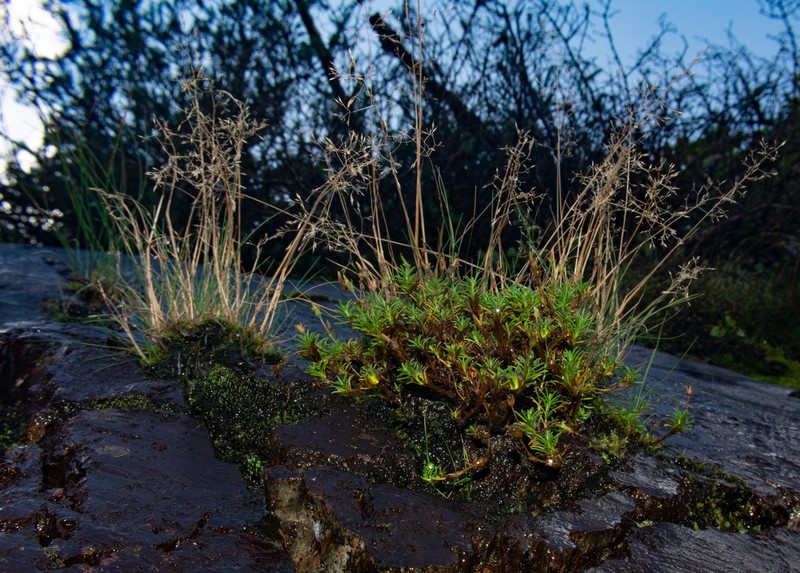 Northern Bentgrass photo 6