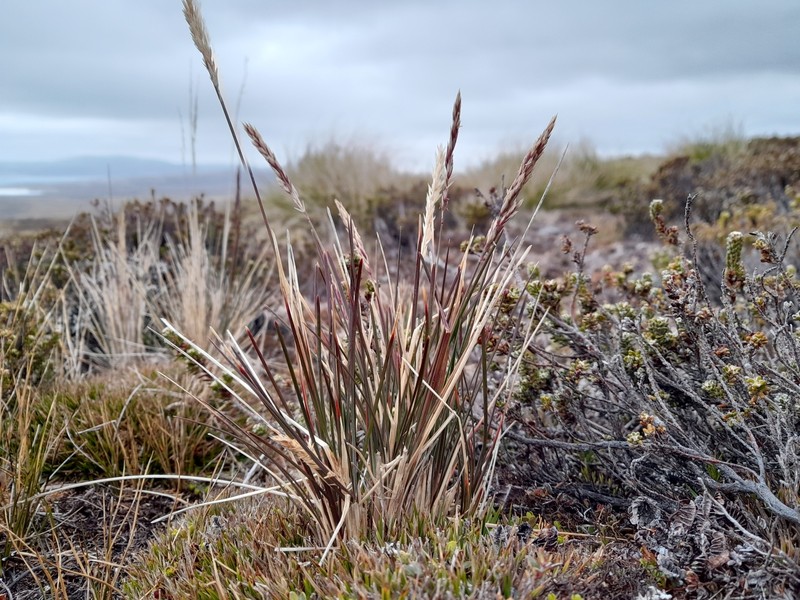 Agrostis meyenii photo 2