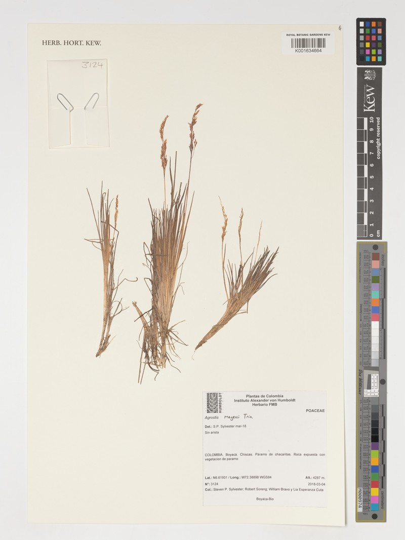 Agrostis meyenii photo 3