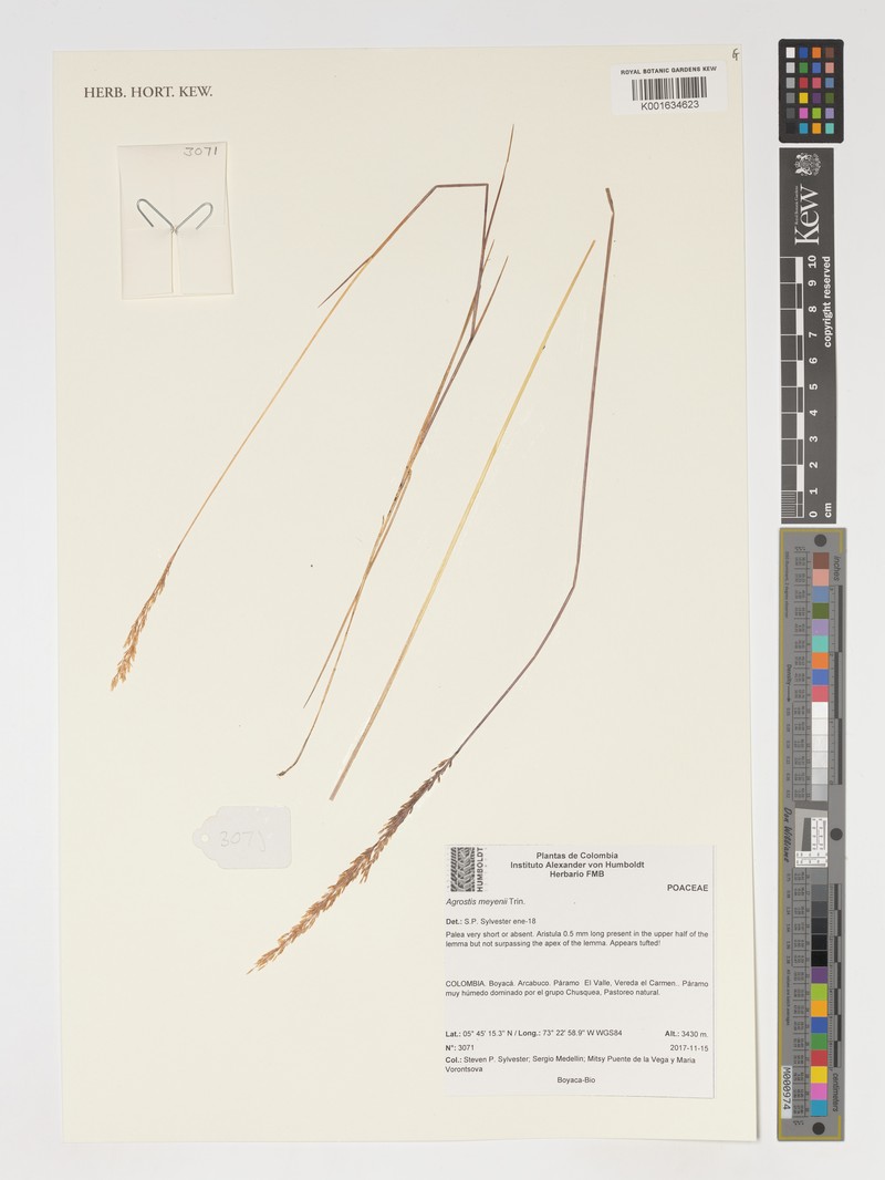 Agrostis meyenii photo 4