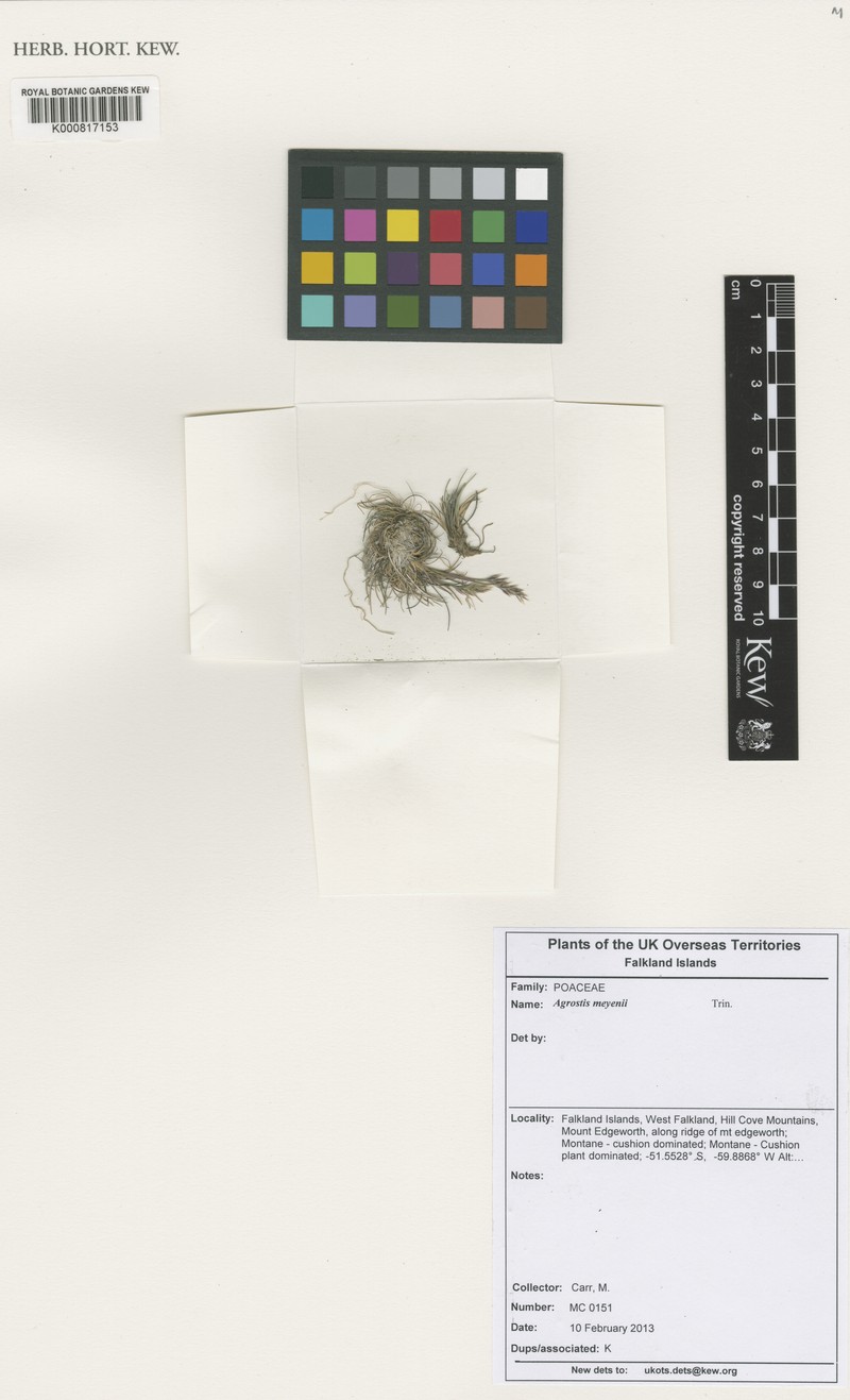 Agrostis meyenii photo 5