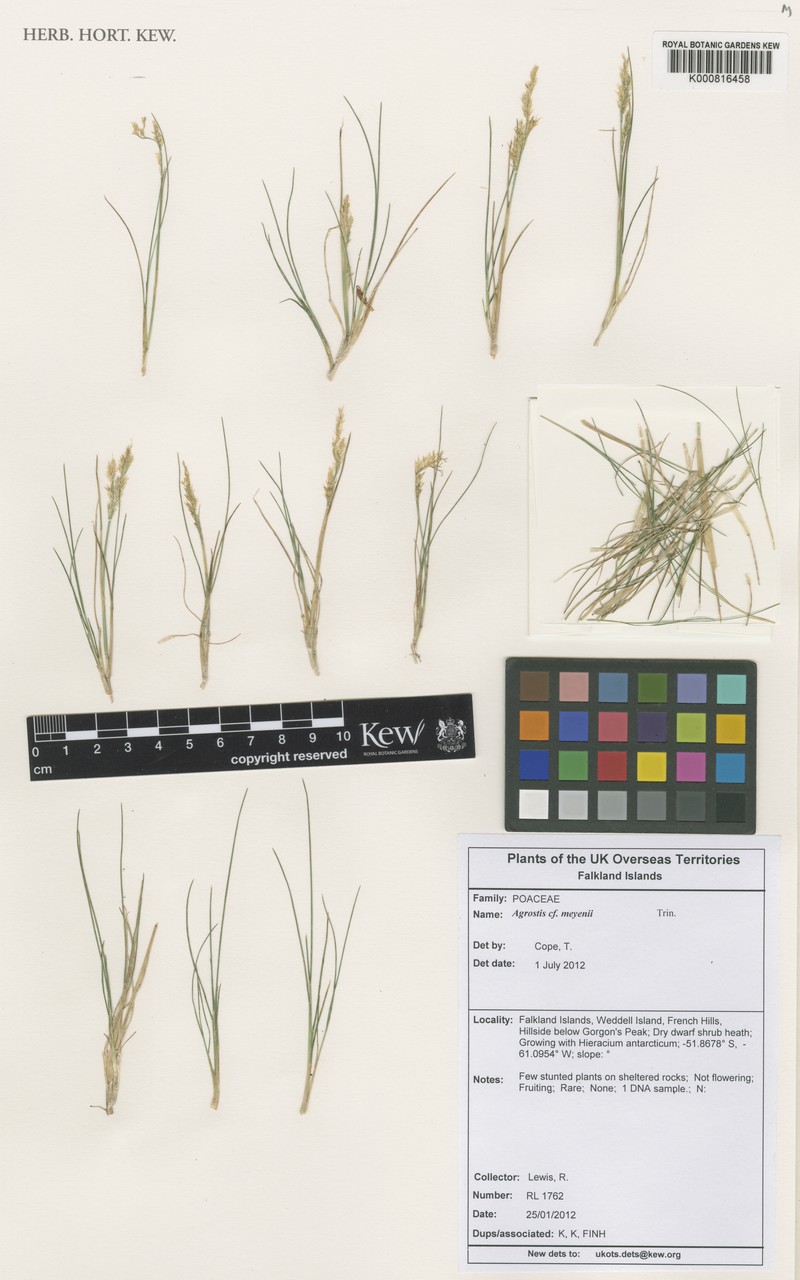Agrostis meyenii photo 6