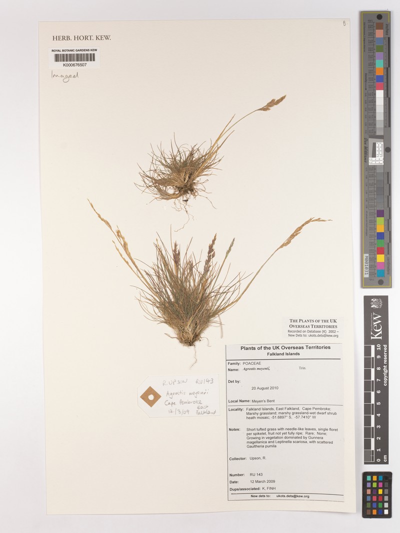 Agrostis meyenii photo 7