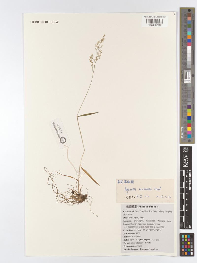 Agrostis micrantha