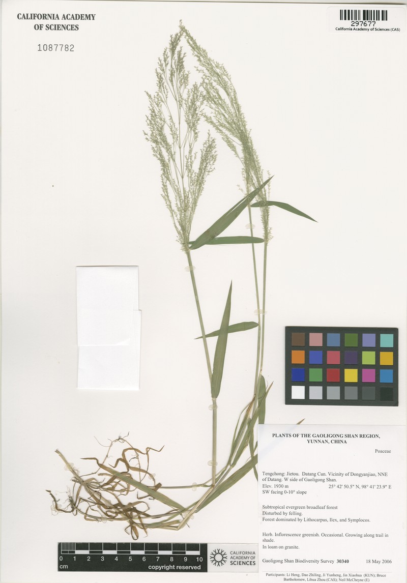 Agrostis micrantha photo 2