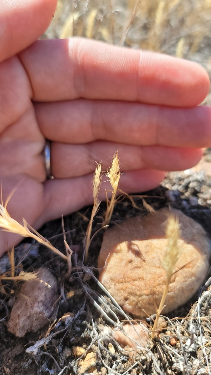 Small-Leaf Bentgrass photo 2
