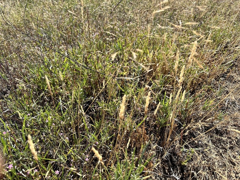 Small-Leaf Bentgrass photo 4