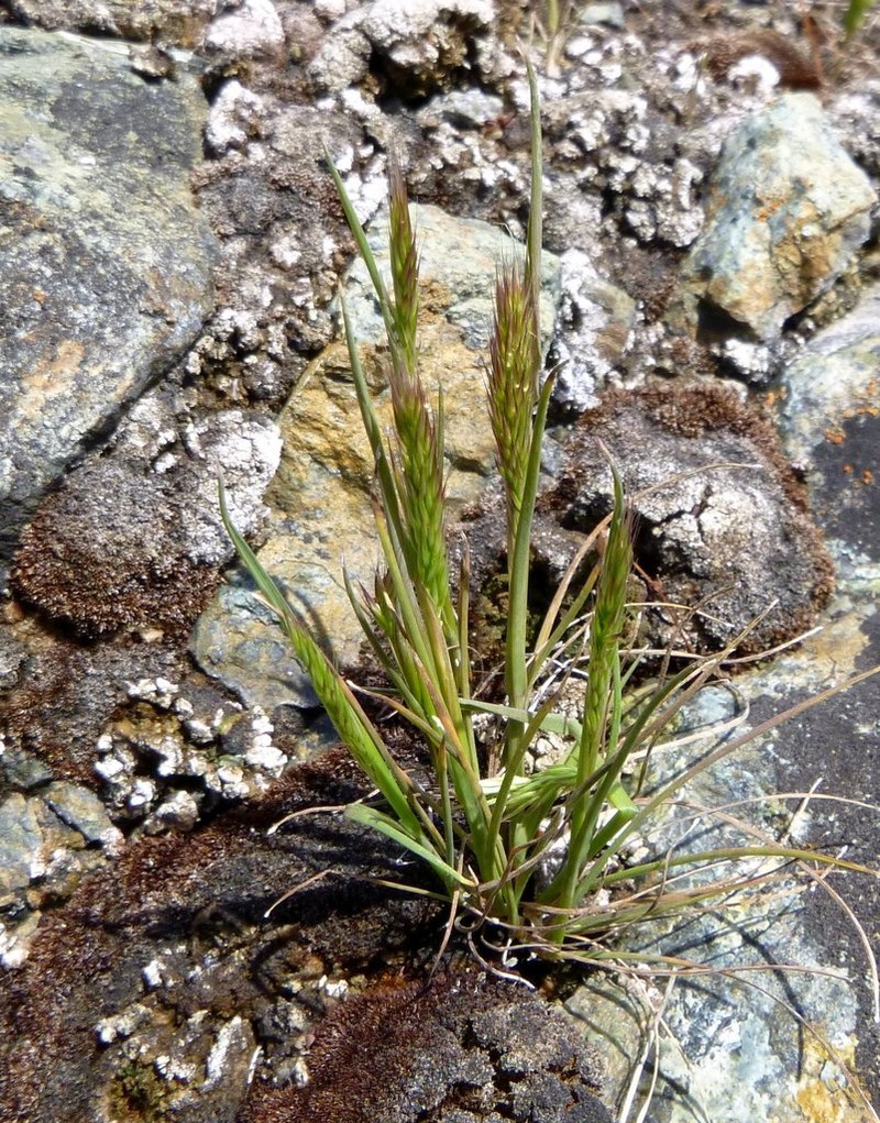 Small-Leaf Bentgrass photo 5