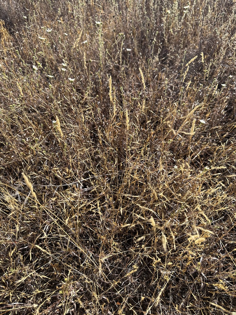 Small-Leaf Bentgrass photo 6