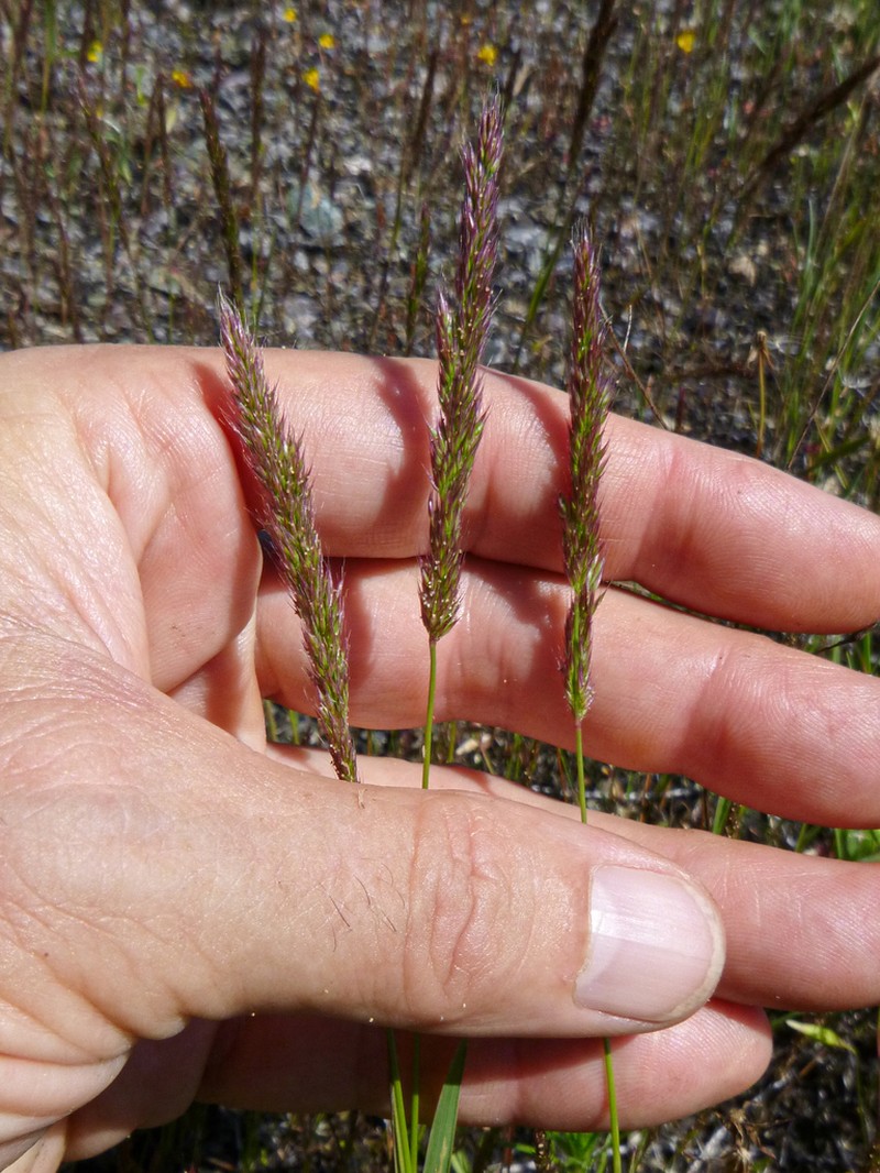 Small-Leaf Bentgrass photo 8