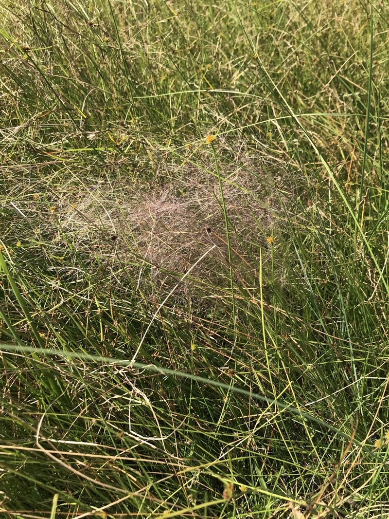 Agrostis montevidensis