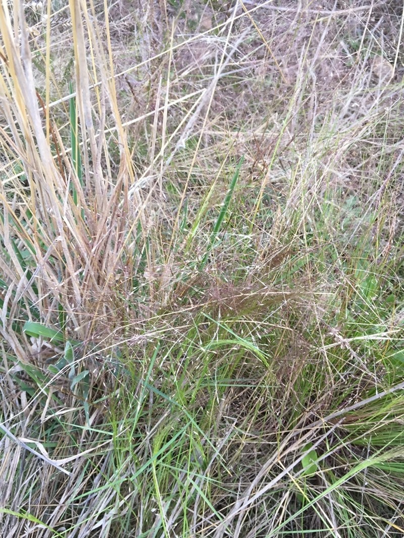 Agrostis montevidensis photo 2