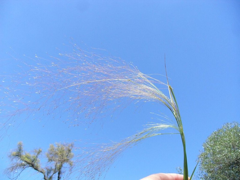 Agrostis montevidensis photo 3