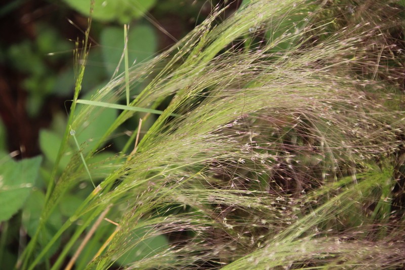 Agrostis montevidensis photo 4