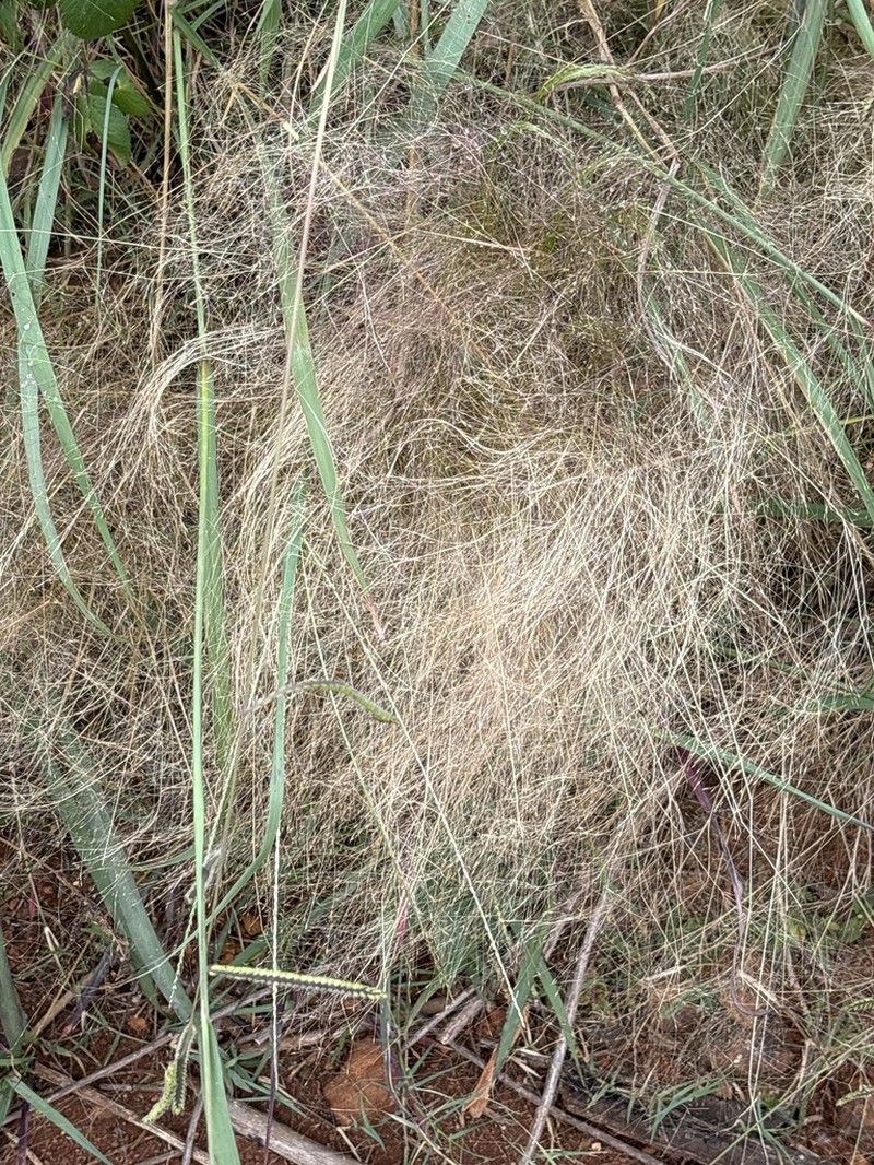 Agrostis montevidensis photo 5