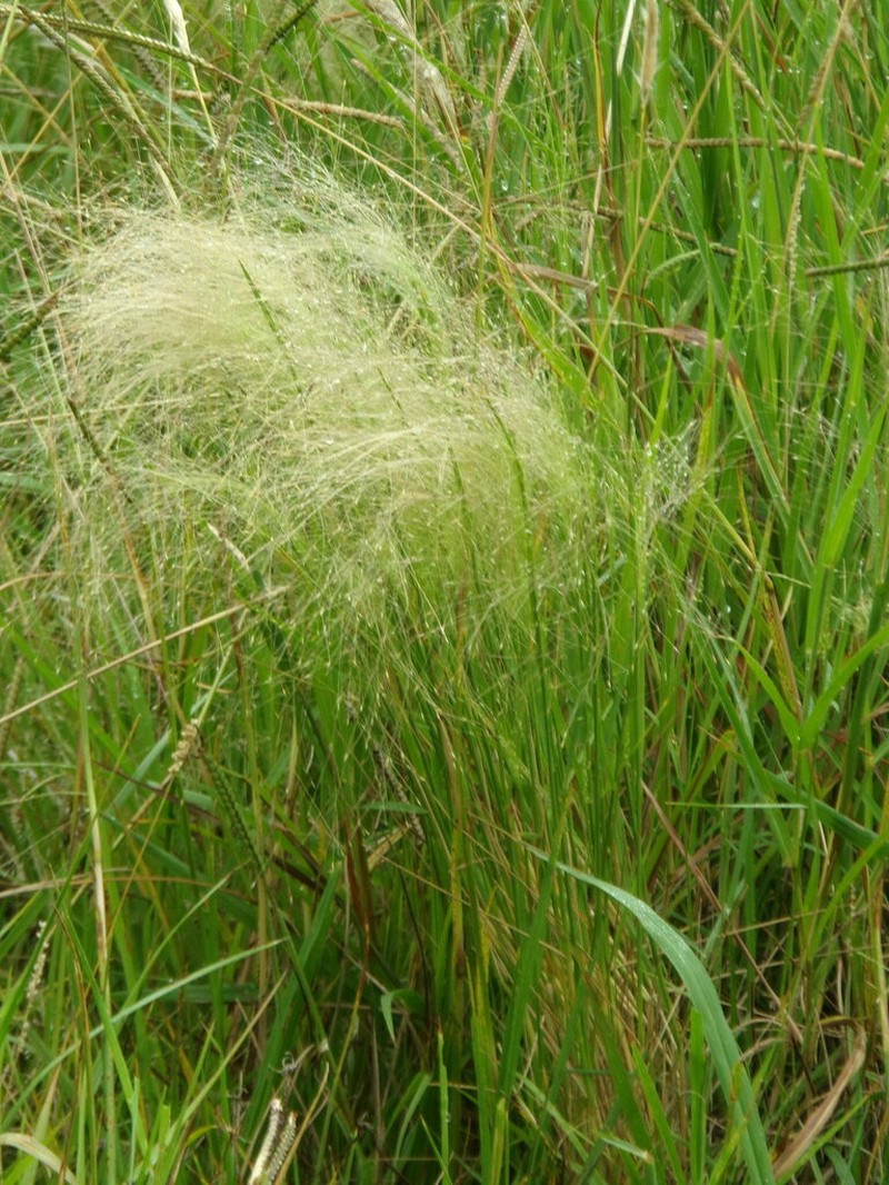 Agrostis montevidensis photo 6