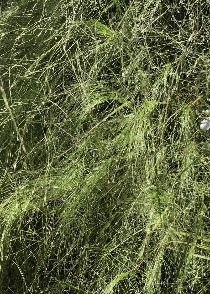 Agrostis montevidensis photo 7