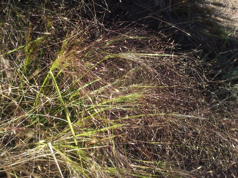 Agrostis montevidensis photo 8