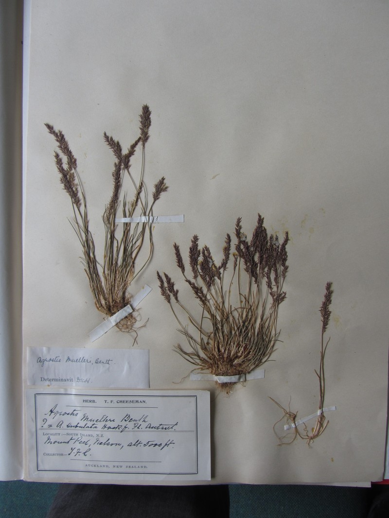 Agrostis muelleriana