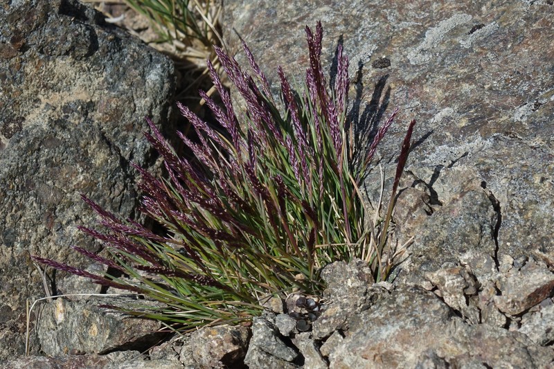 Agrostis muelleriana photo 2