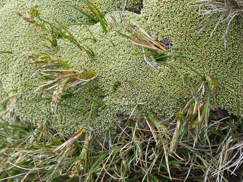 Agrostis muelleriana photo 3