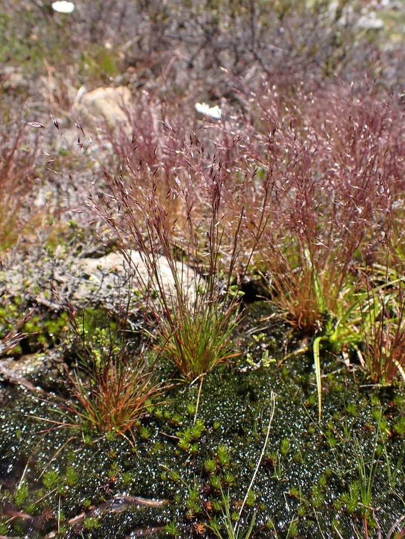 Agrostis muelleriana photo 4