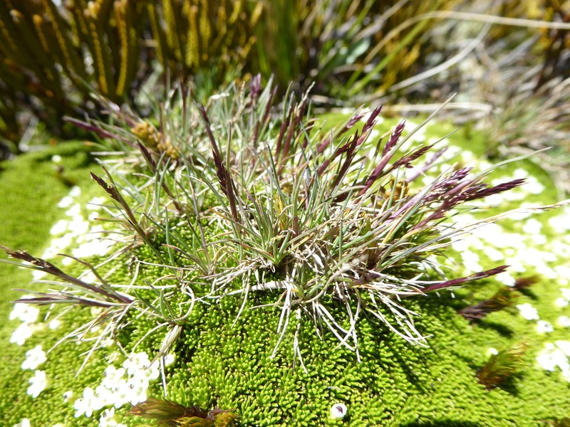 Agrostis muelleriana photo 5