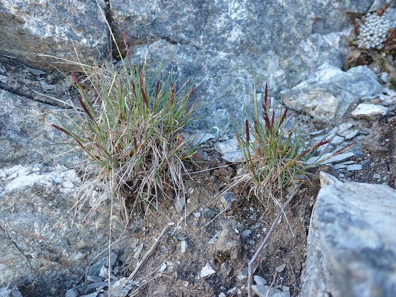 Agrostis muelleriana photo 6