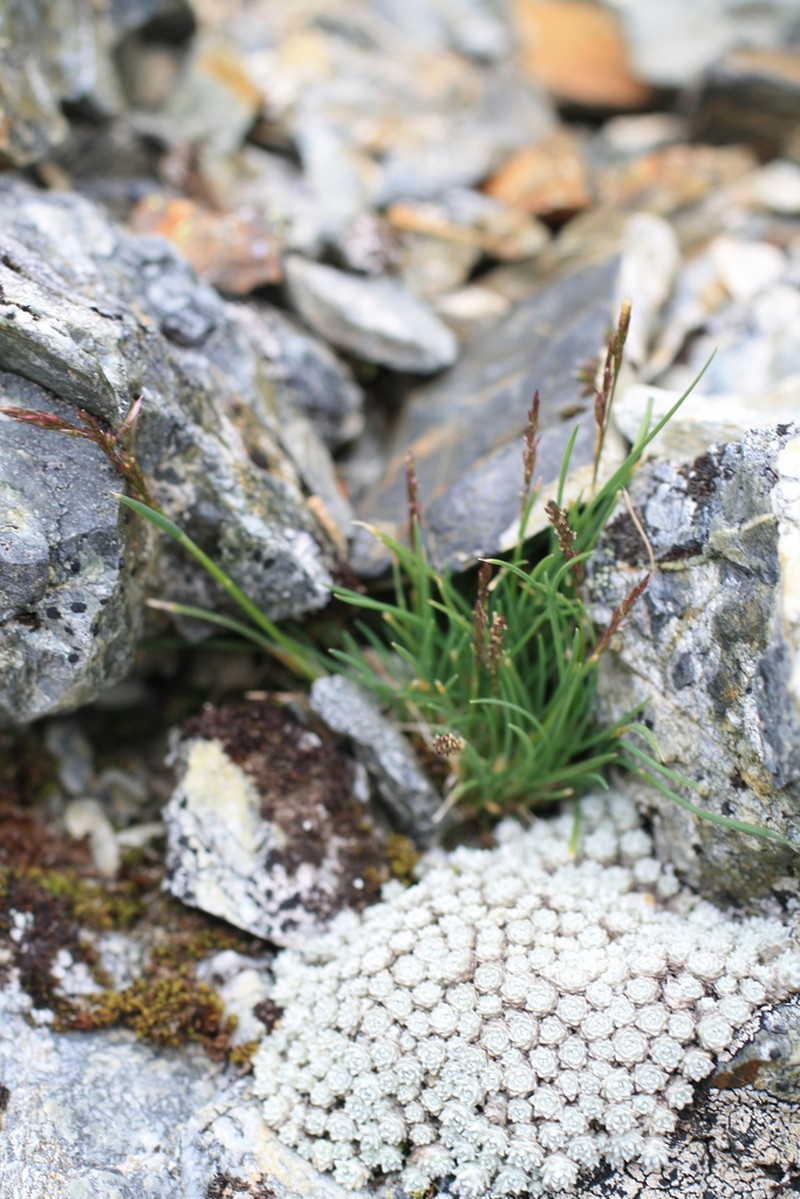 Agrostis muelleriana photo 7