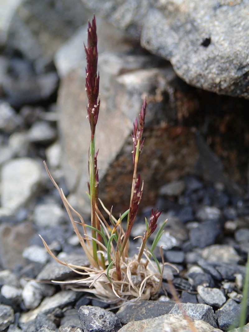 Agrostis muelleriana photo 8