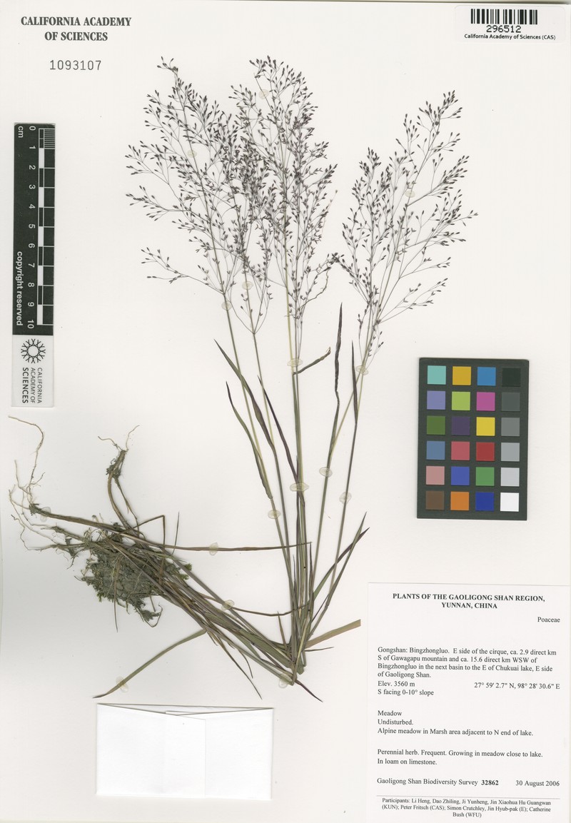 Agrostis munroana