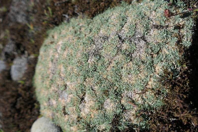 Agrostis muscosa