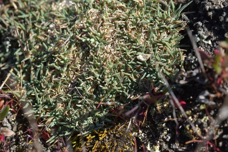 Agrostis muscosa photo 3
