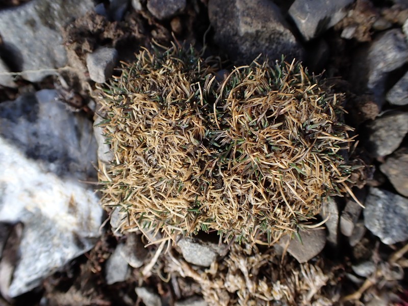 Agrostis muscosa photo 4