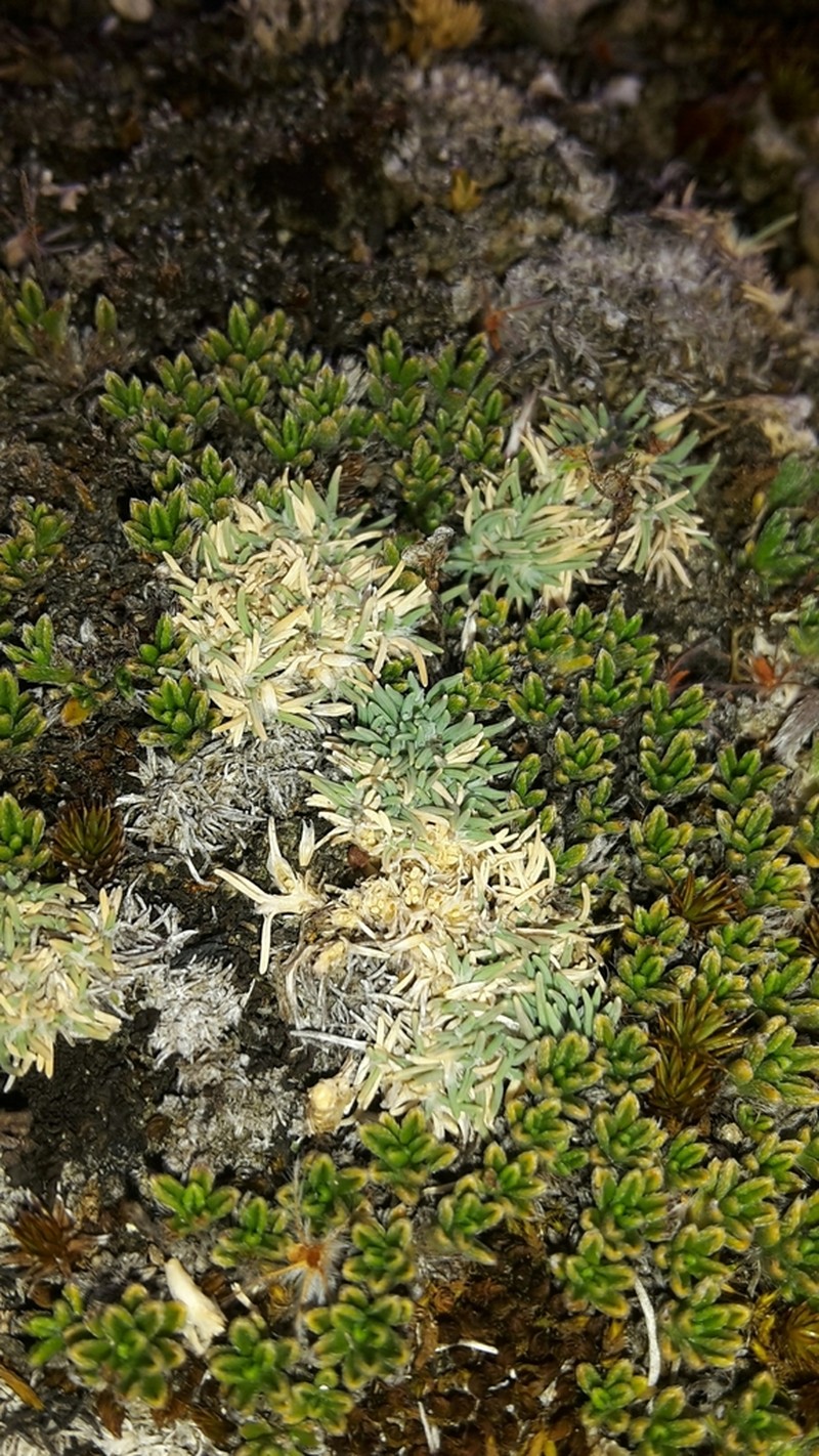 Agrostis muscosa photo 5