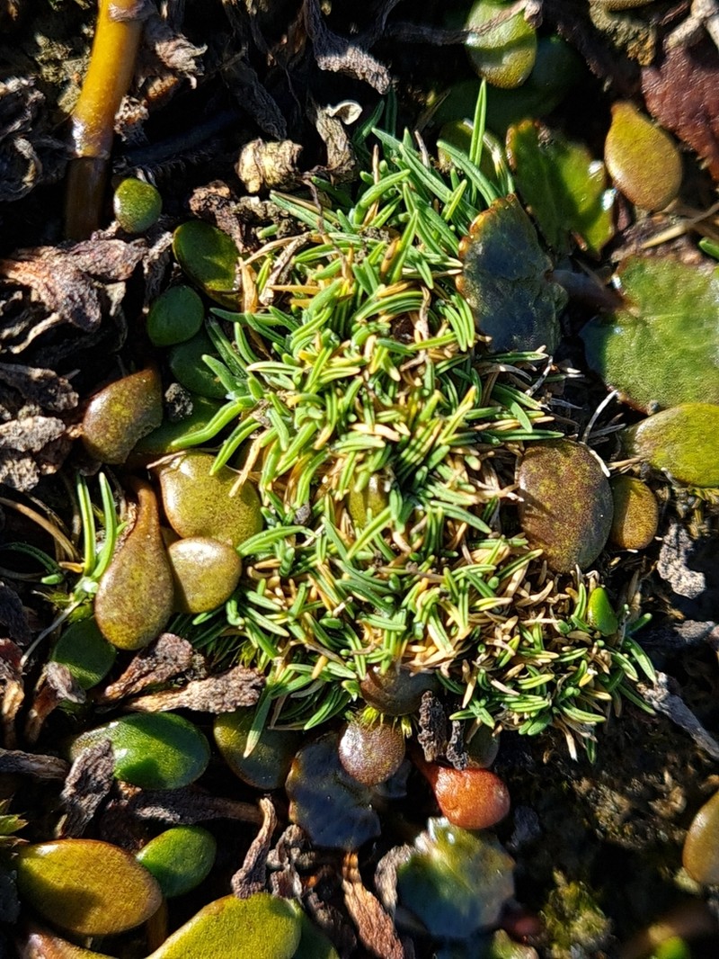 Agrostis muscosa photo 6