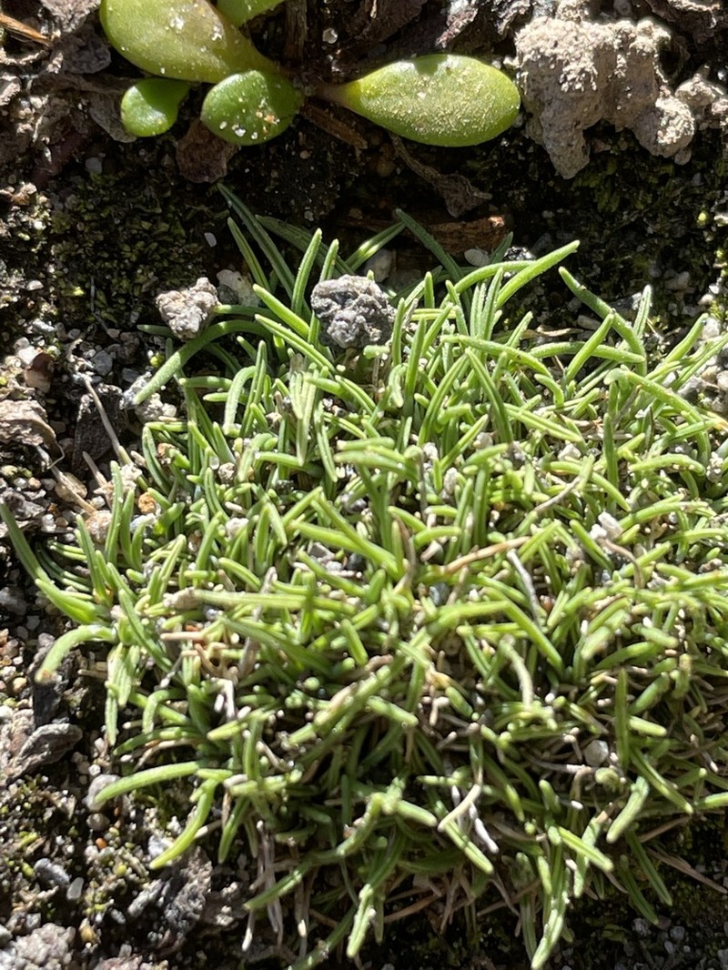 Agrostis muscosa photo 7