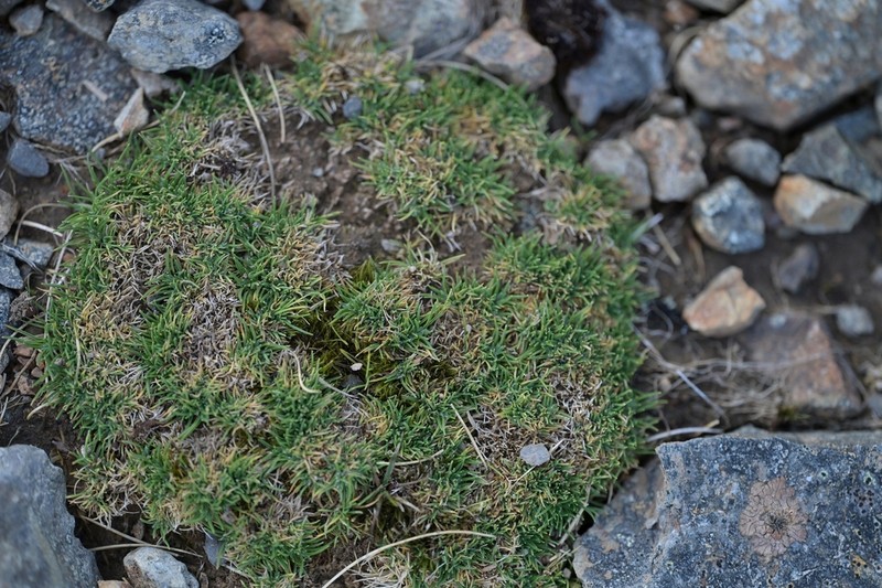 Agrostis muscosa photo 8