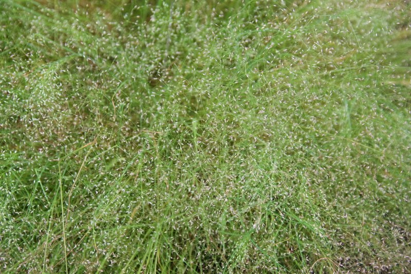 Agrostis nebulosa