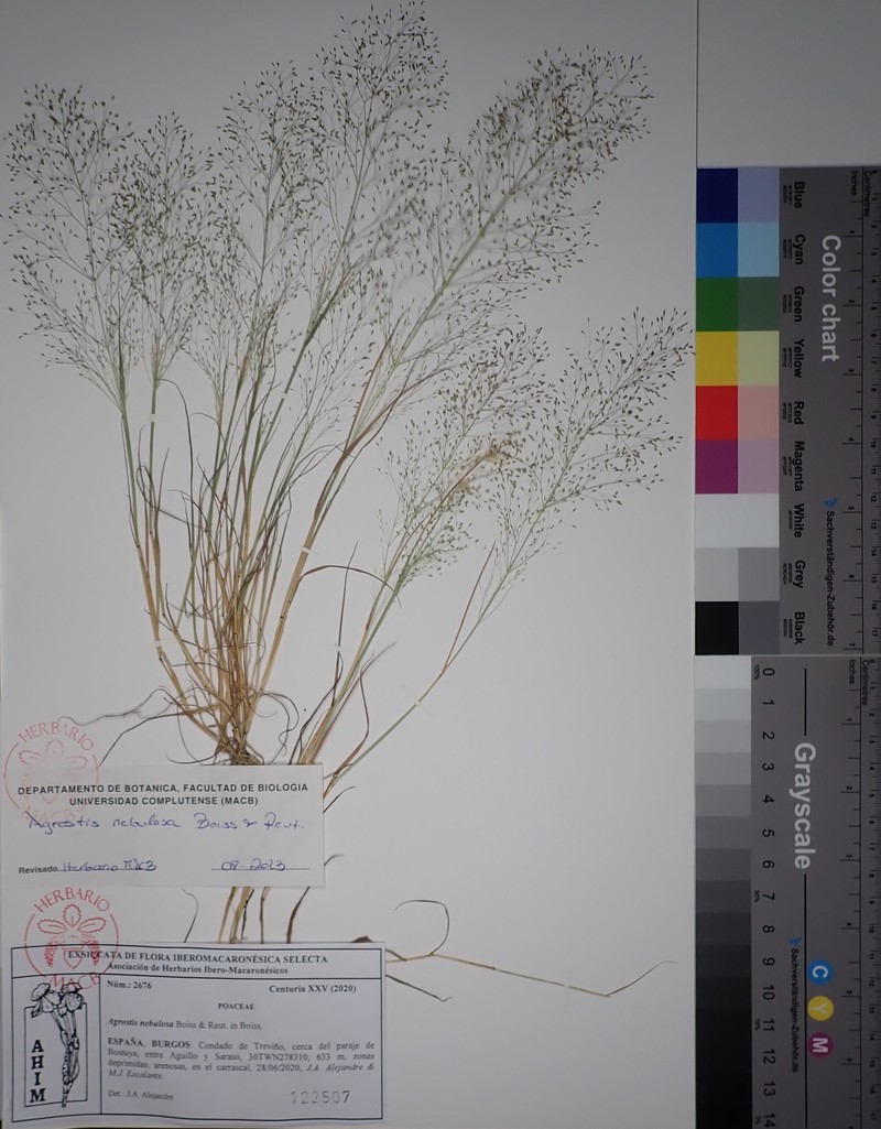 Agrostis nebulosa photo 2