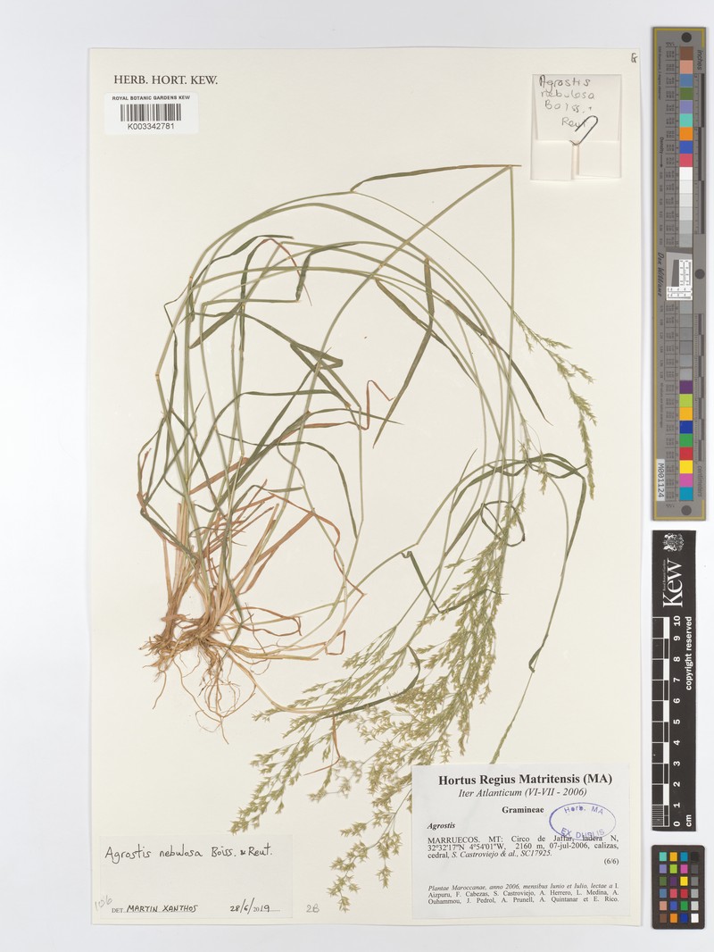 Agrostis nebulosa photo 3