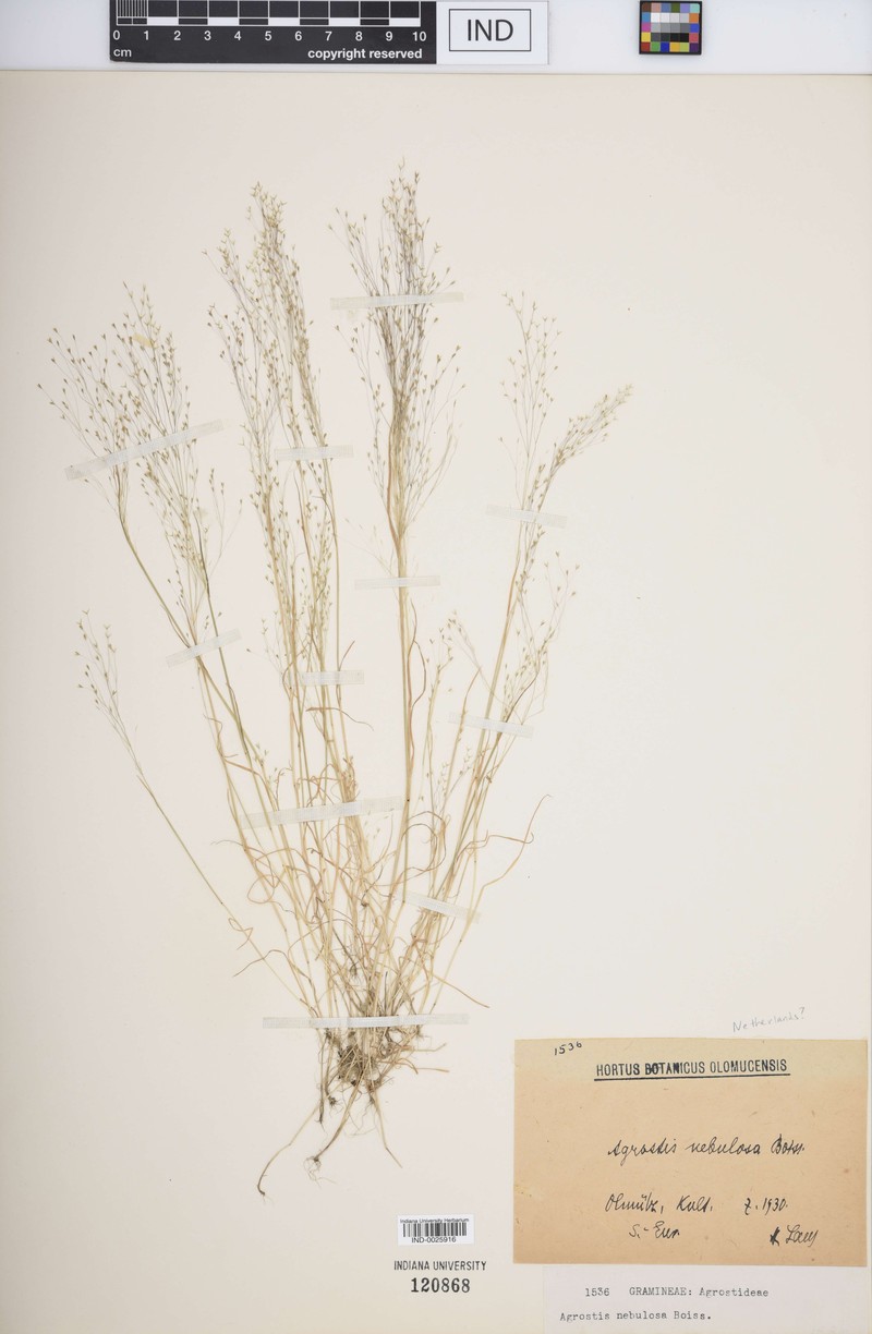 Agrostis nebulosa photo 4