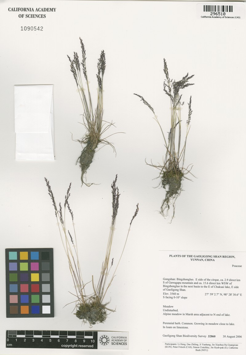 Agrostis nervosa