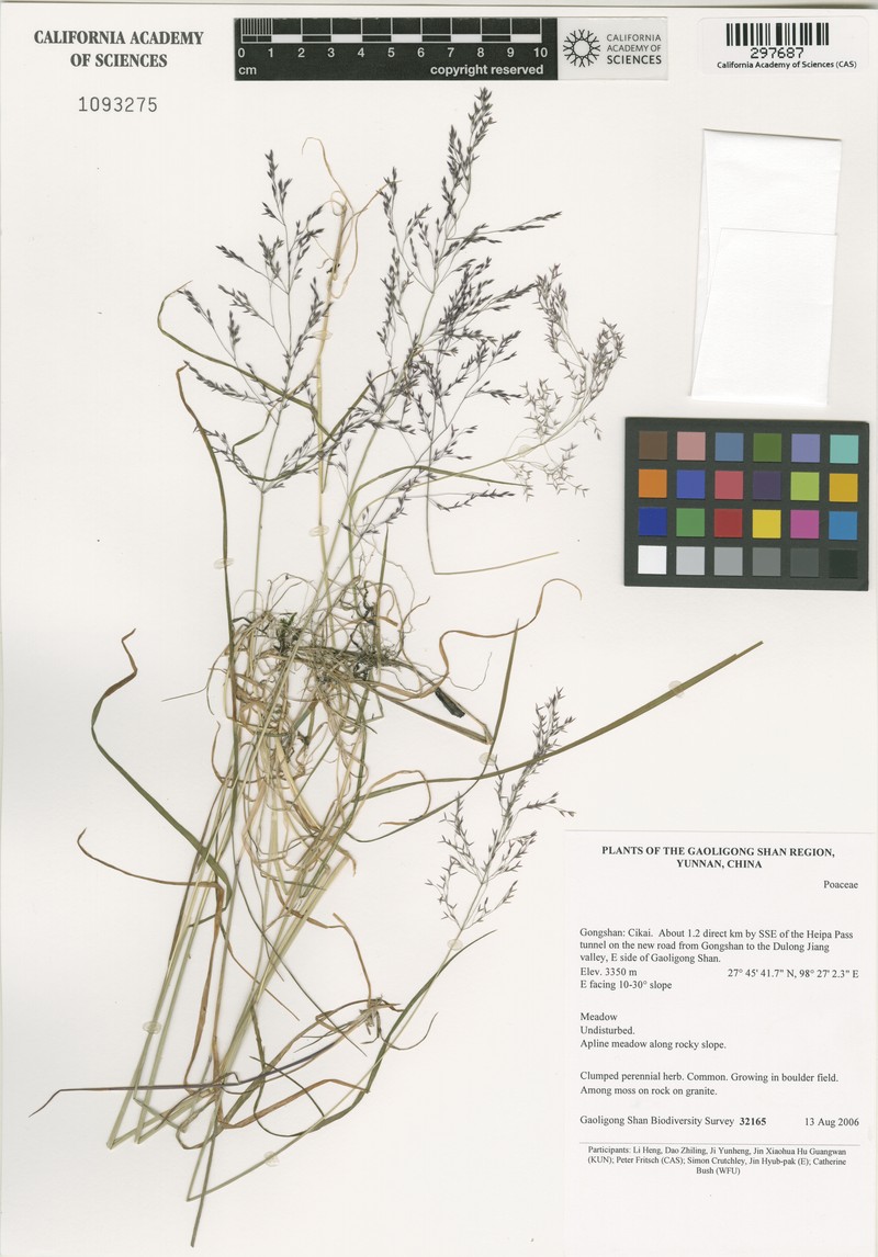 Agrostis nervosa photo 2