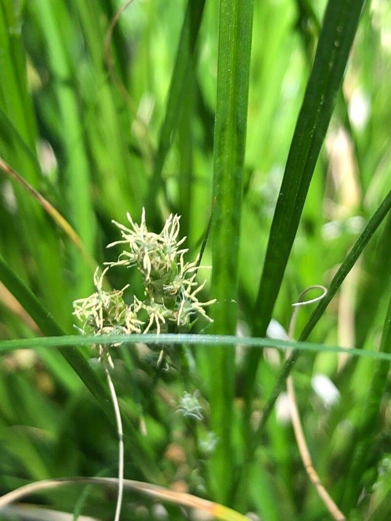 Agrostis nevadensis