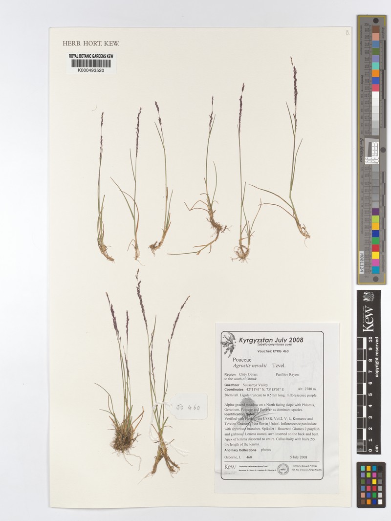 Agrostis nevskii