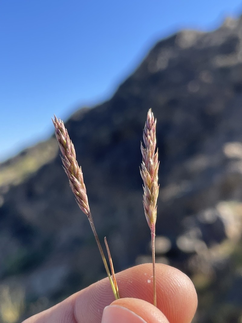 Agrostis olympica