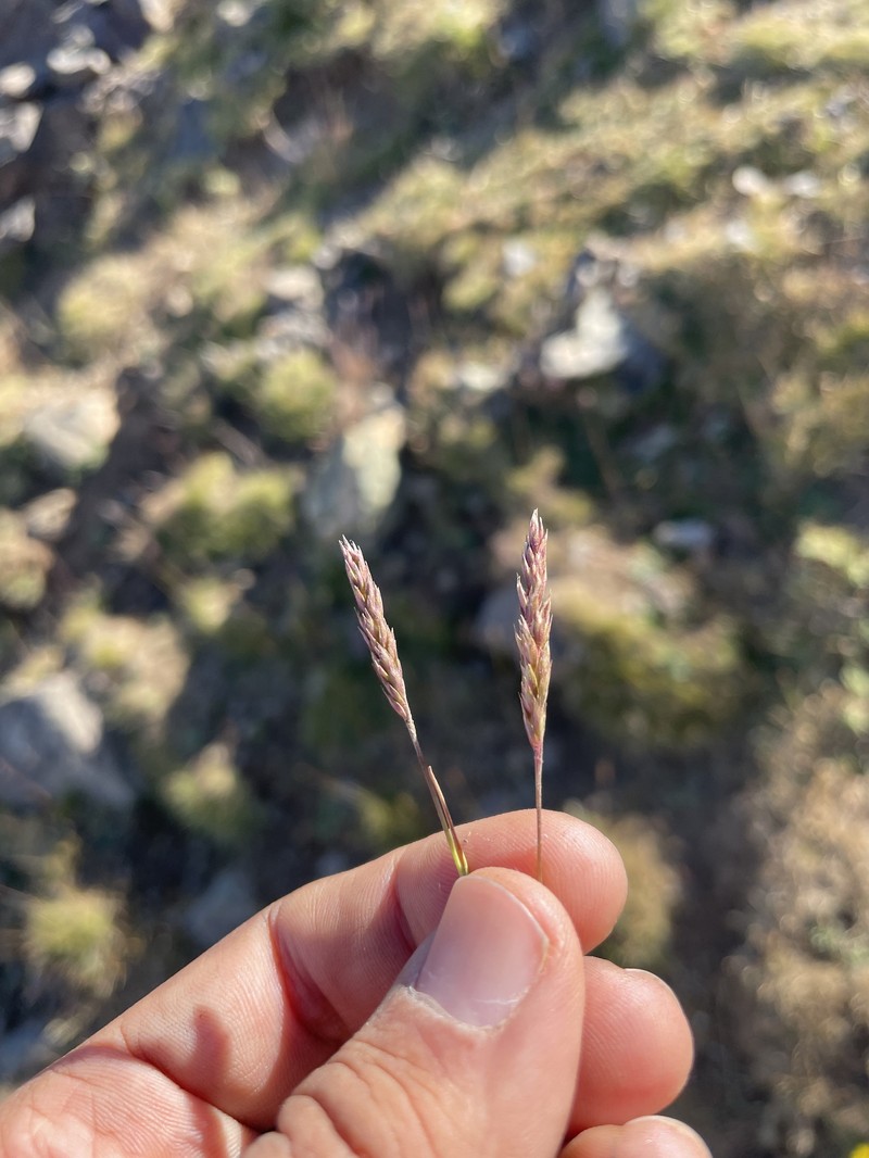 Agrostis olympica photo 2